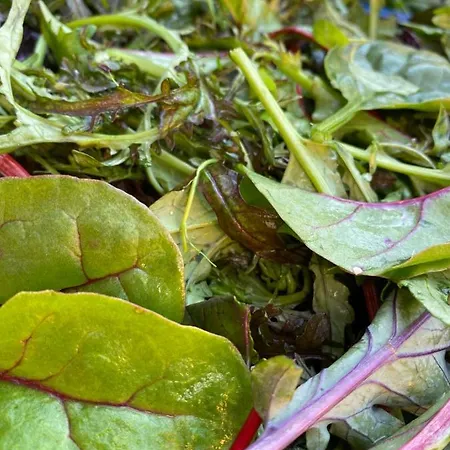 Maison d'hôtes Hotel-gasthaus-kraft