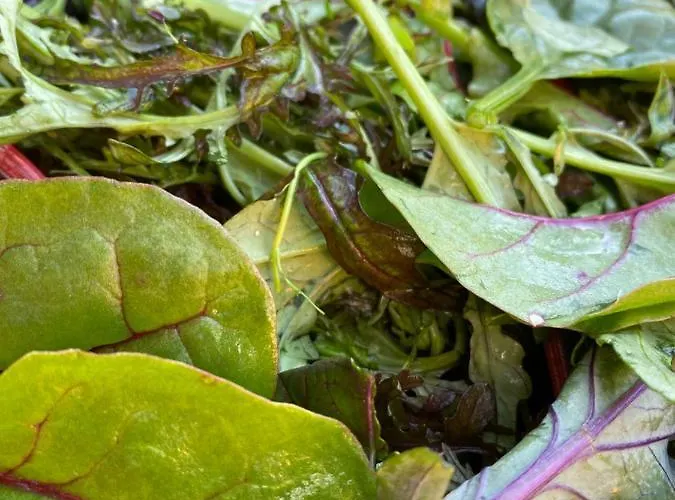 Penzion Hotel-gasthaus-kraft